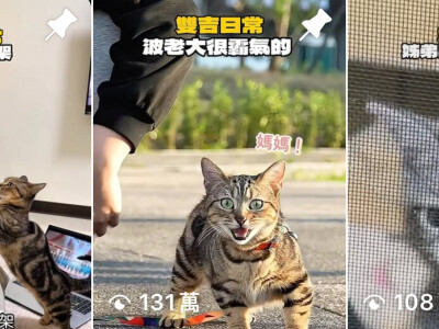 寵物短影音案例