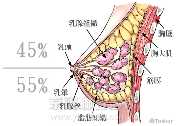 醫美診所 網頁用-乳房剖面圖
