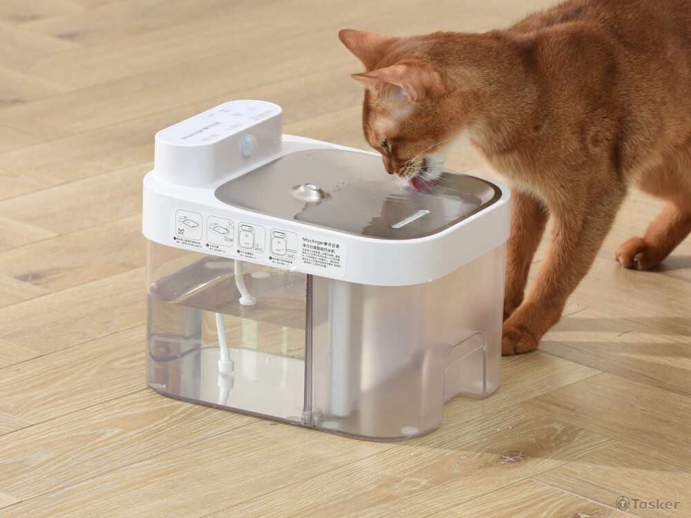 貓習慣看流動的水，我們選擇用涌泉方式引導牠靠近。