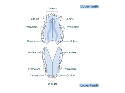 獸醫X光系統外掛
