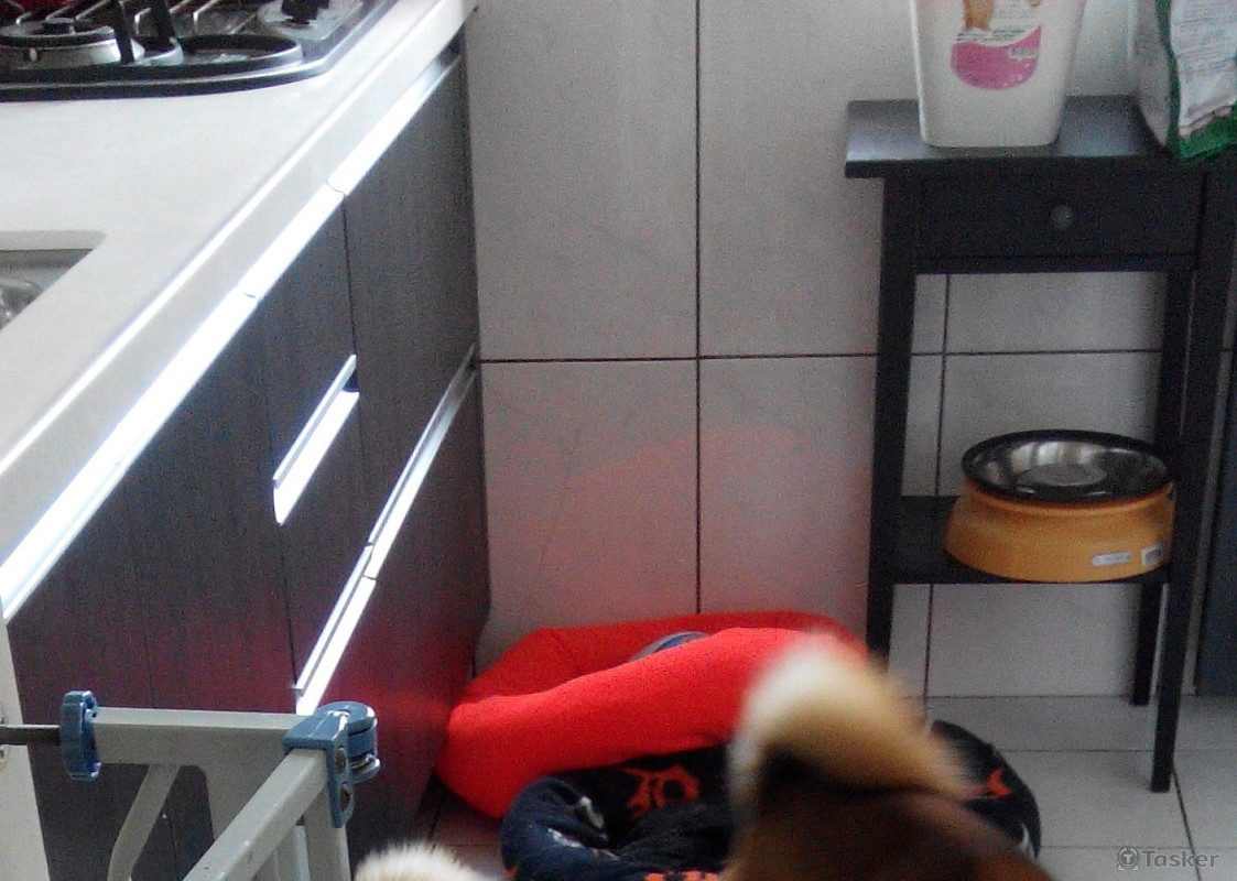 幫雇主家照顧狗狗