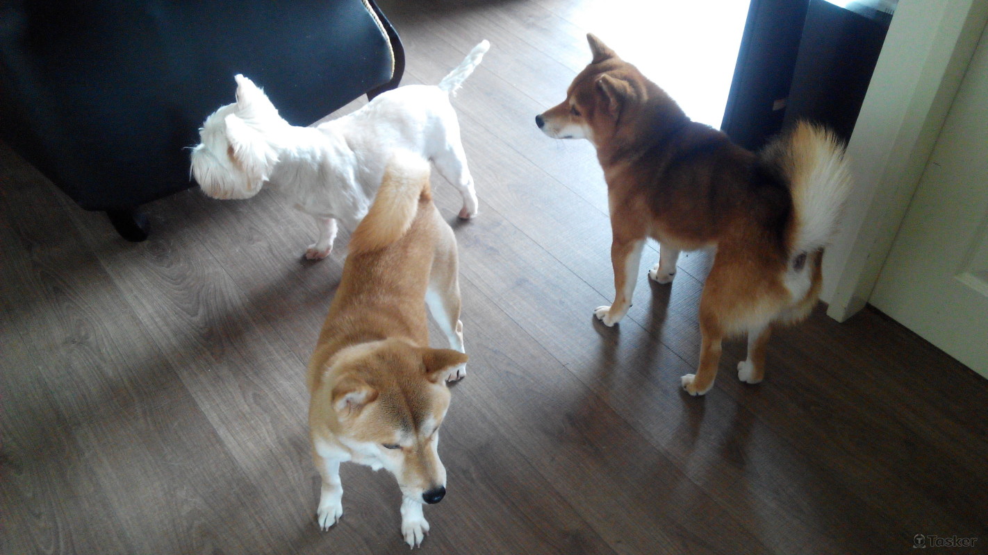 幫雇主家照顧狗狗