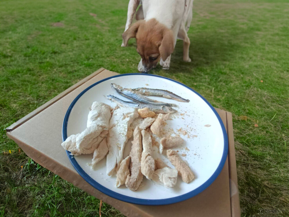 狗狗凍乾商案、自家狗狗+部落格文章