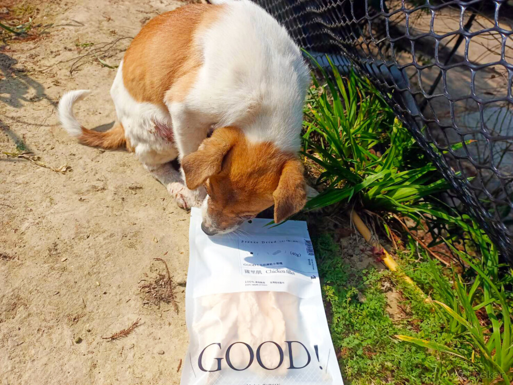 狗狗凍乾商案、自家狗狗+部落格文章