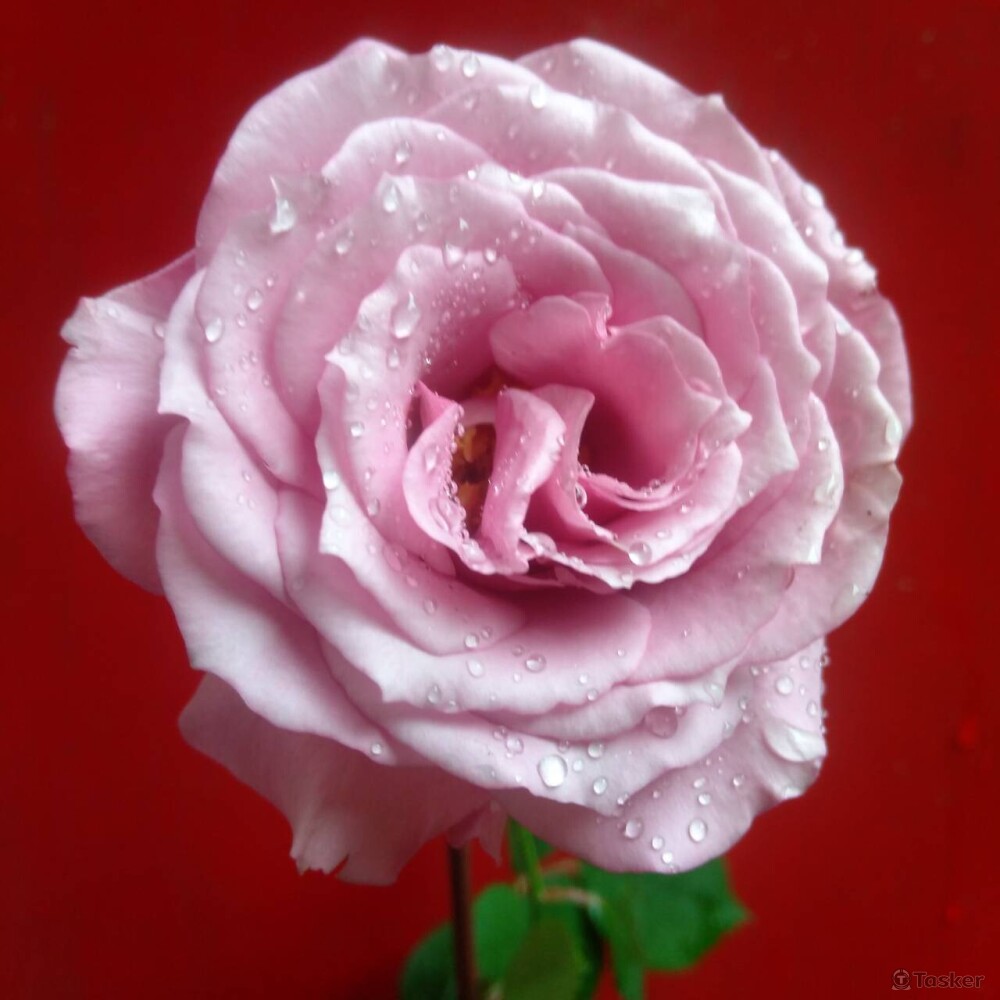 綻放的香檳玫瑰