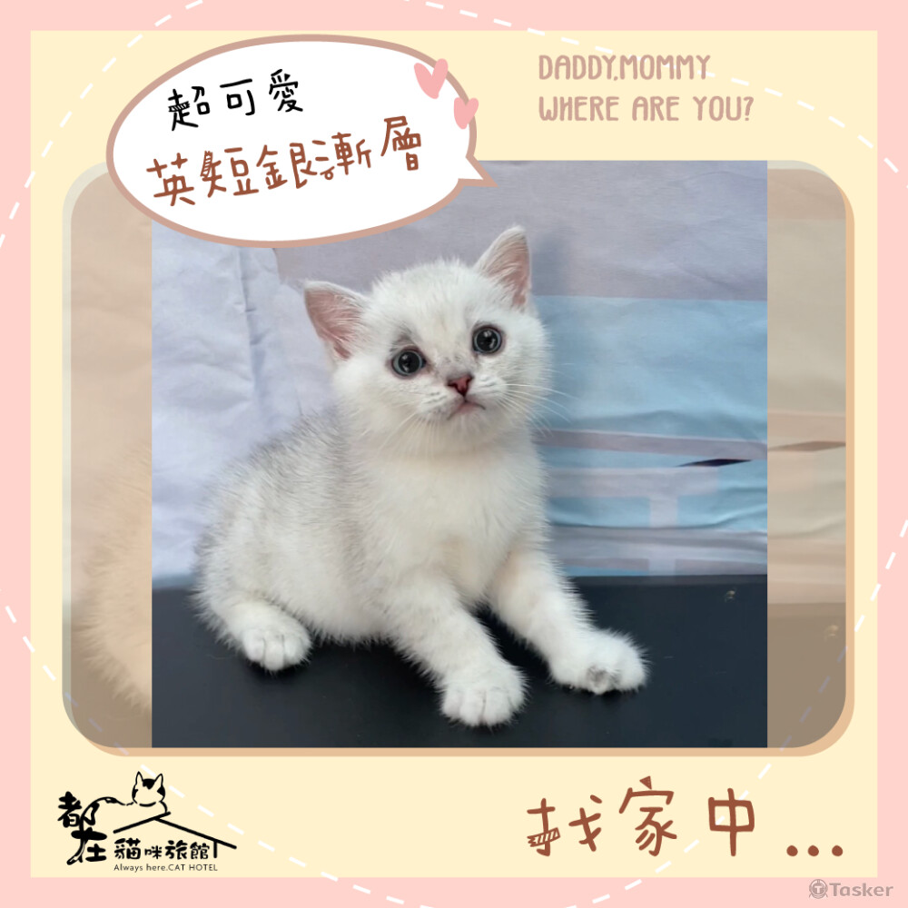 包月社群美編、圖文設計