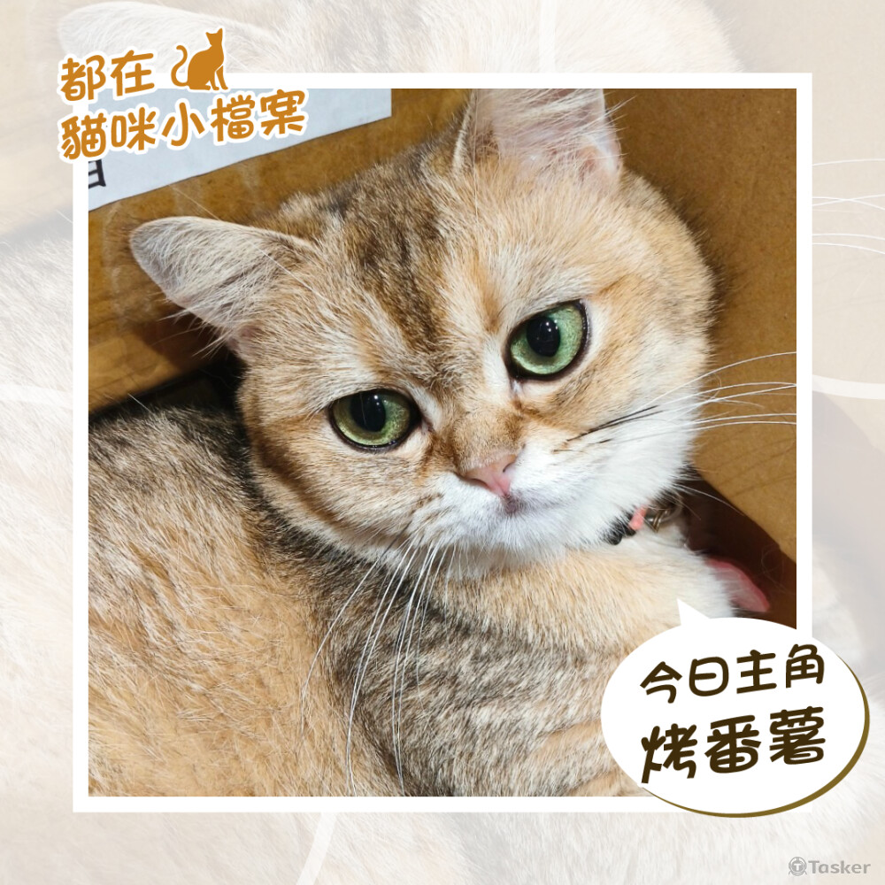 包月社群美編、圖文設計