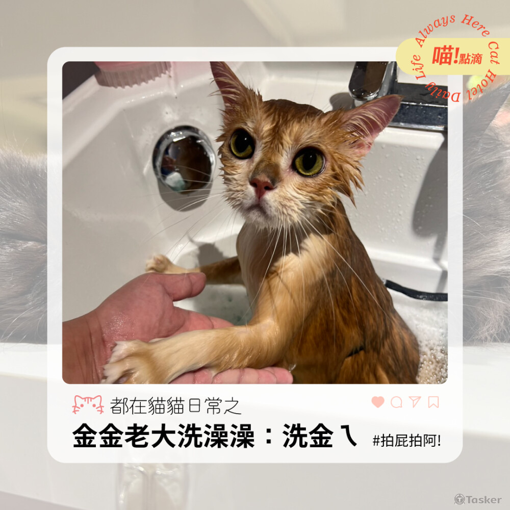 包月社群美編、圖文設計