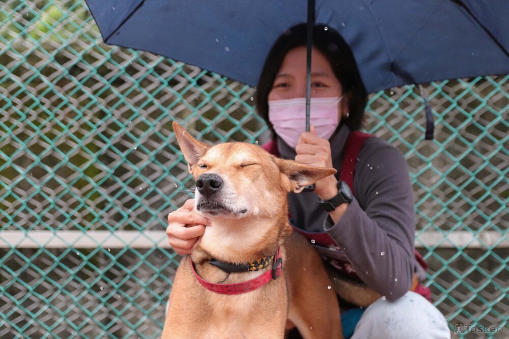 流浪動物之家_寵物紀錄2
