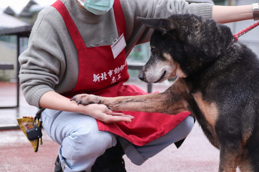 流浪動物之家_寵物紀錄1