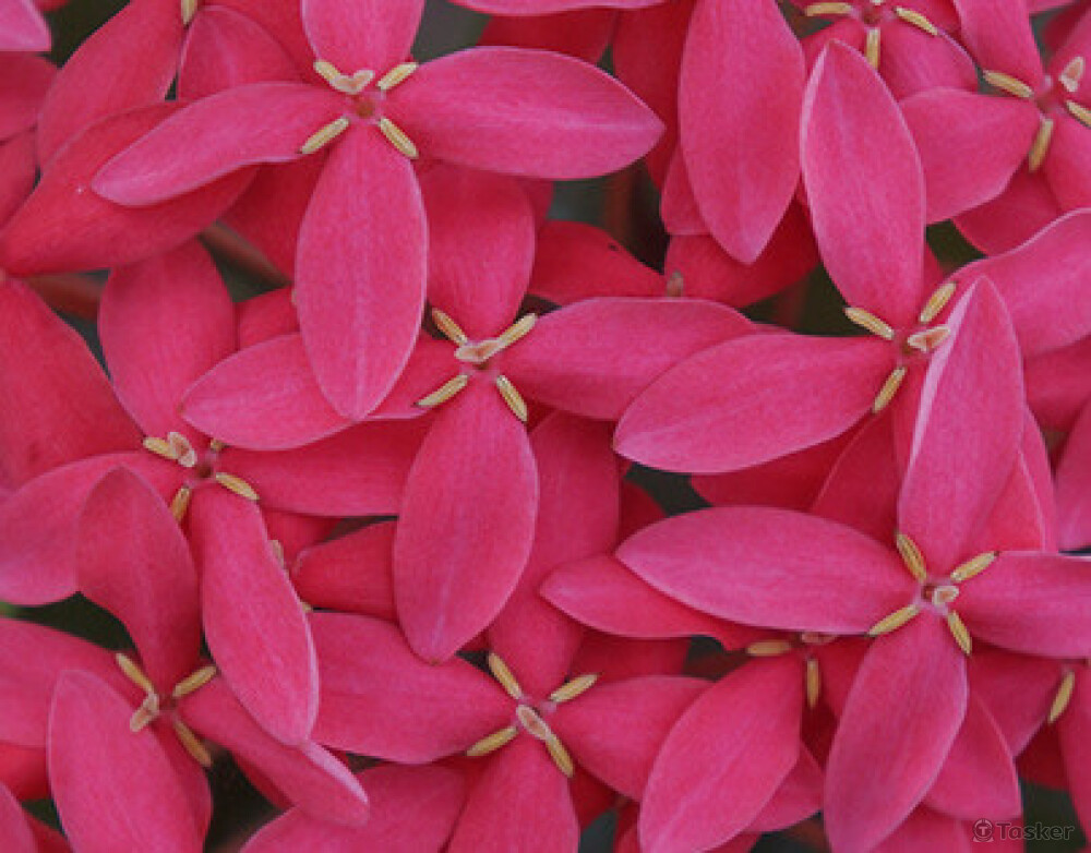 四方連續－攝－微距距