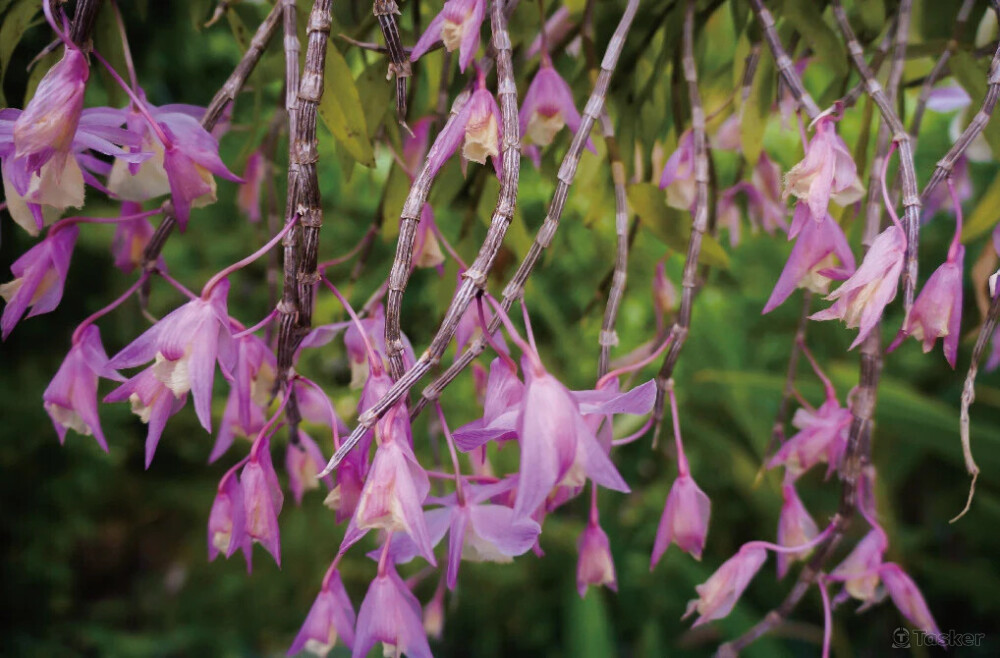 蘭花－攝影－月曆照