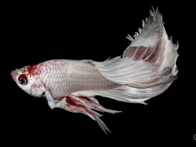 鬥魚寫真(商攝)