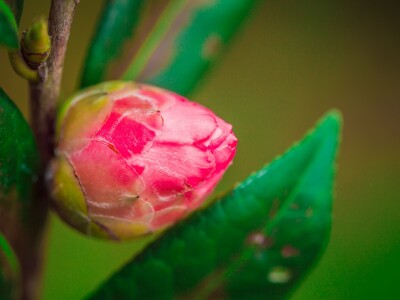 花之藝術(寫真)