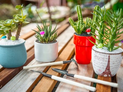 多肉植物(商攝)