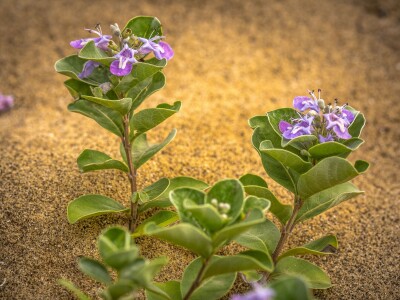植物紀錄(藝術)