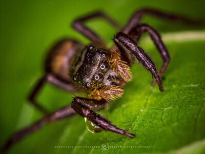 自然生態(藝術)