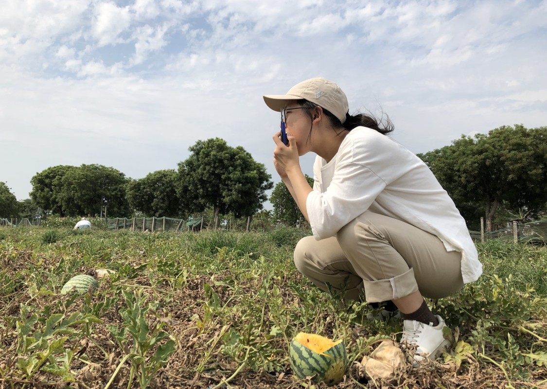 西瓜田與她