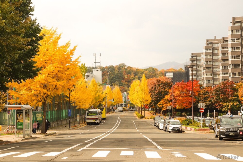 日本北海道銀杏