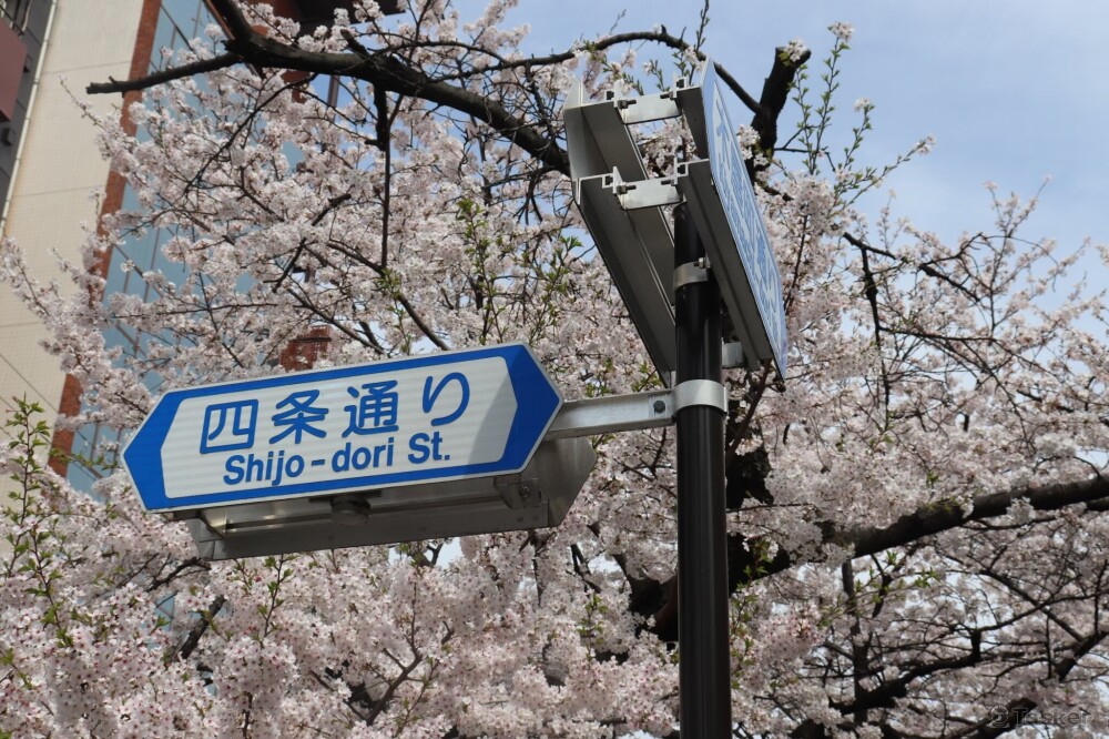 日本京都四條櫻花