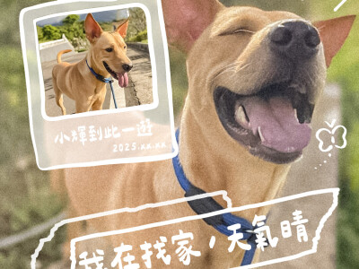 巴克幫狗狗送養中-有需要送養製圖請找我們