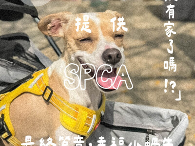 TSPCA動物送養中，有需要送養製圖請找我們