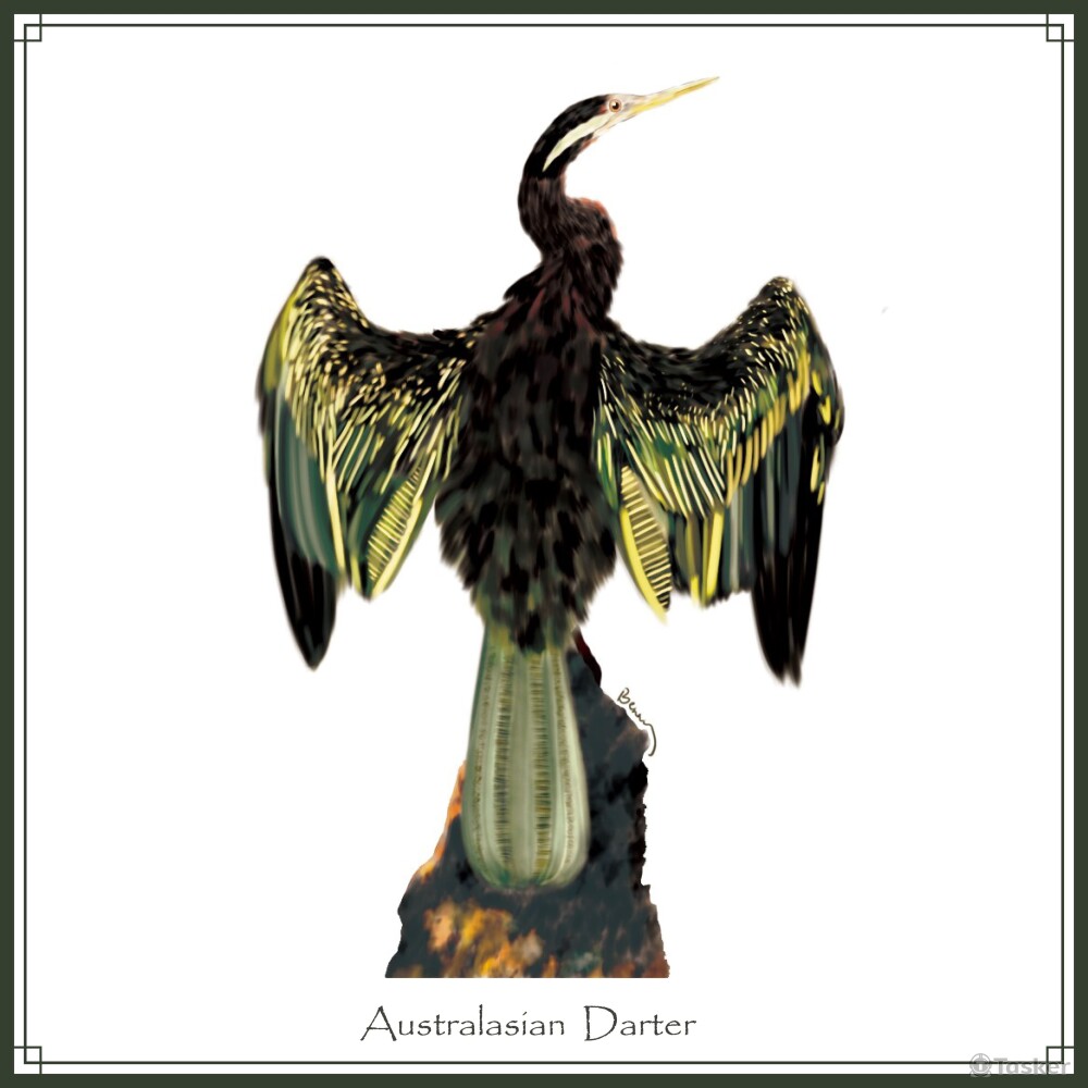 瀕危鳥類插圖-2