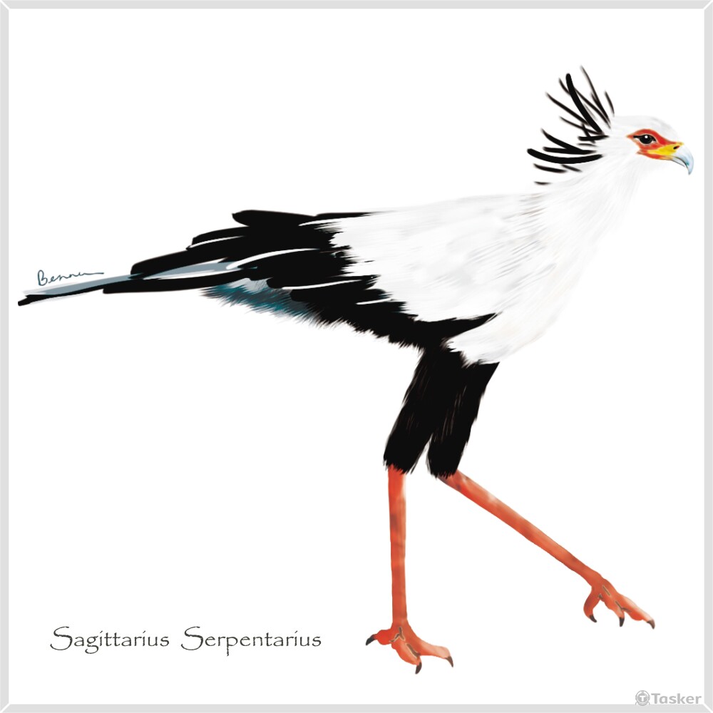 瀕危鳥類插圖-5