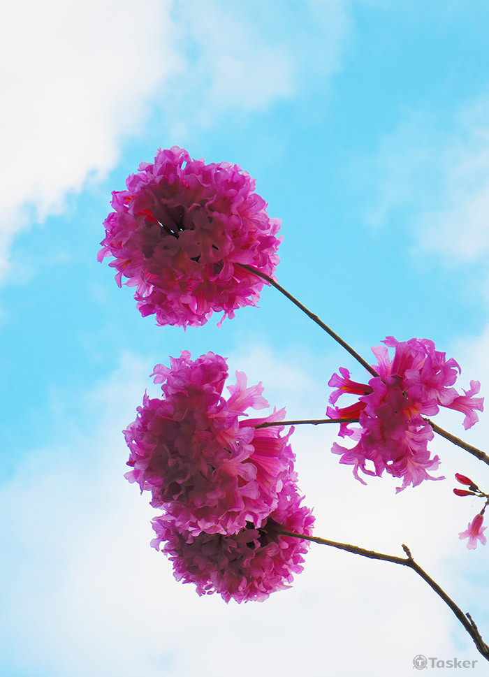 攝影作品~迎向未來NT500