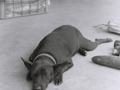 黑白底片攝影集