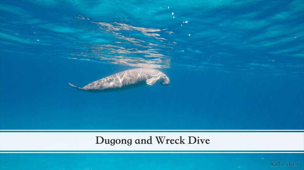 介紹瀕臨絕種的儒艮以及潛水活動