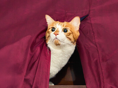 寵物攝影｜毛孩到府