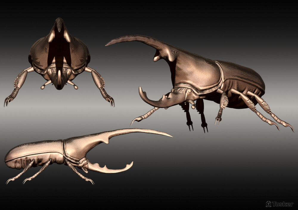 甲蟲製作(海克力士大兜蟲)