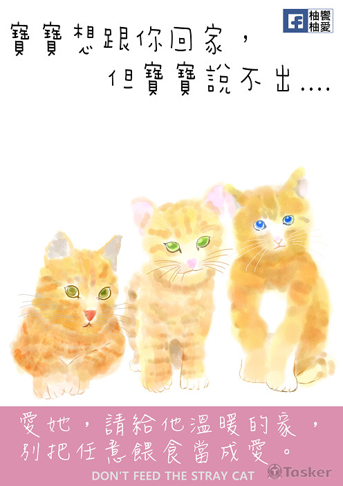 請勿餵食野貓海報