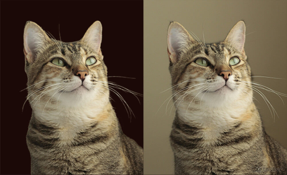 毛小孩去背(完成圖左原圖右)