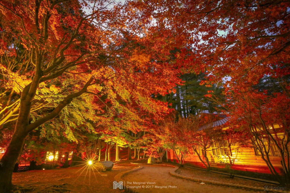福壽山夜楓