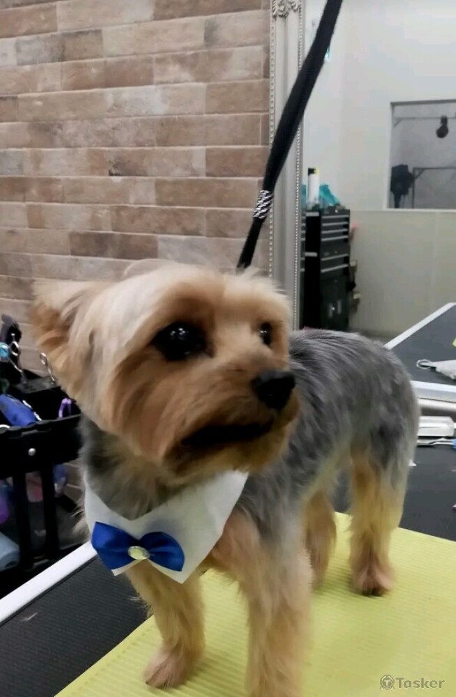 Dog