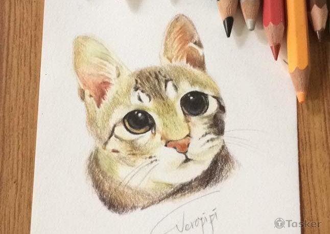 色鉛筆寫實貓咪插畫