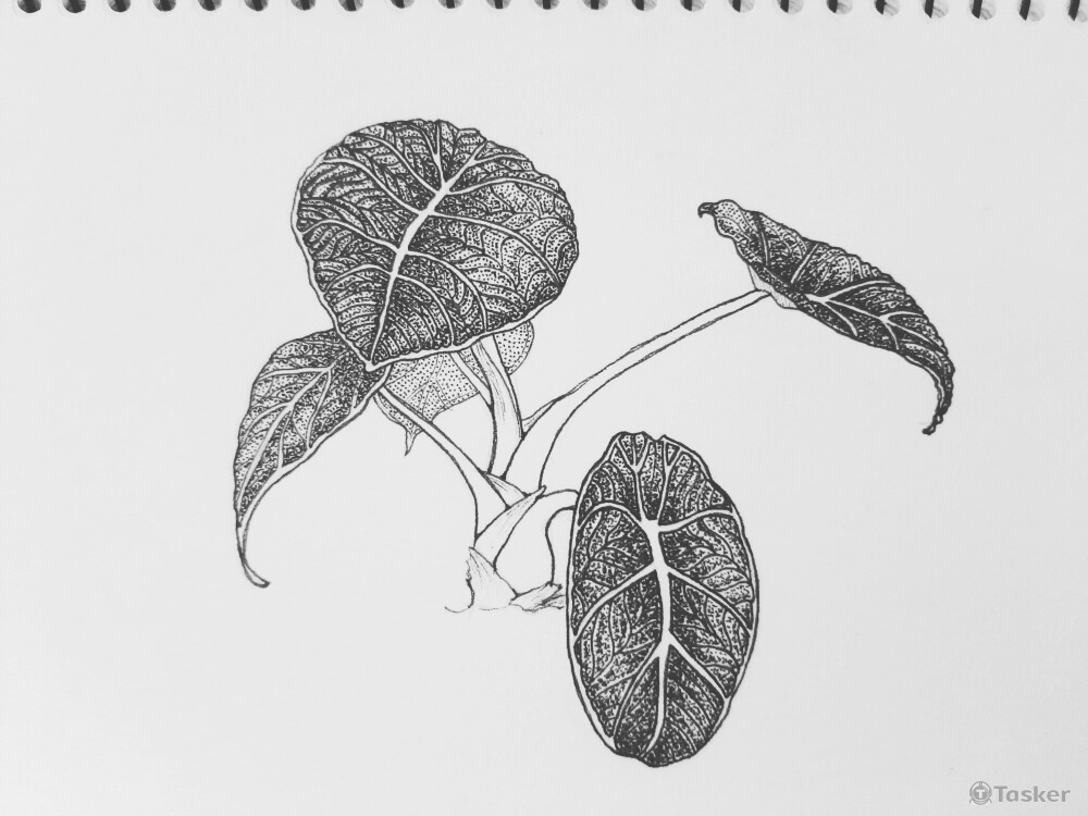 Alocasia Reginula A. Hay'Black Velvet'