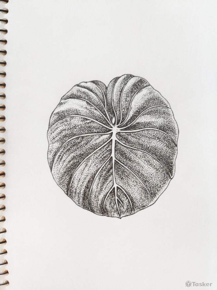 Philodendron Gloriosum