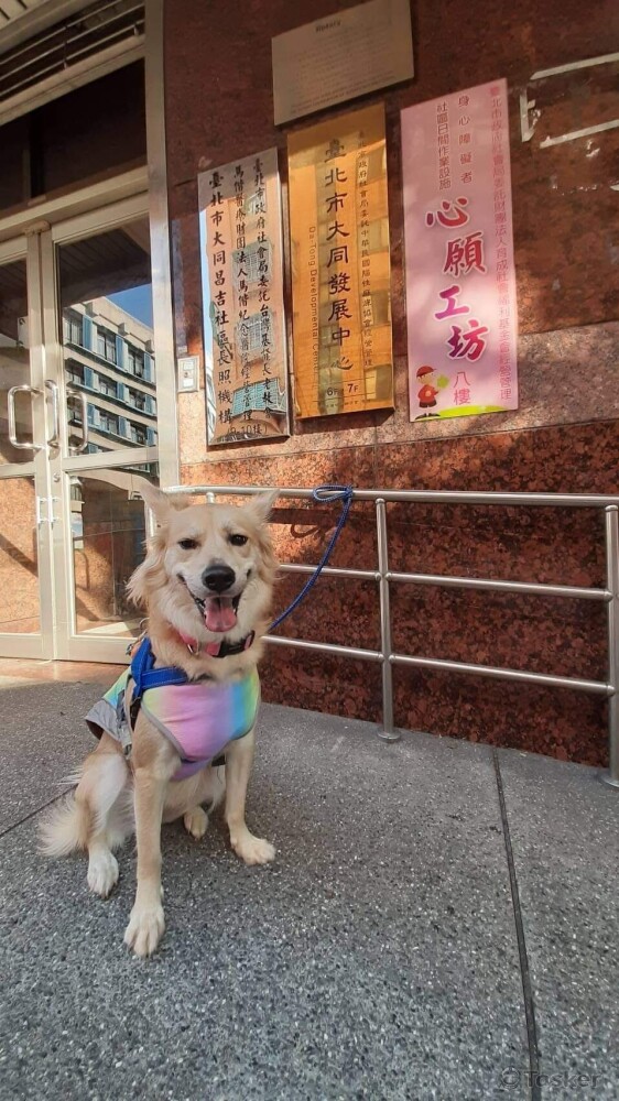 OBO的小主人是位特教生的慢天使，所以訓練以服務犬為方向，現在腦麻協會服務！
