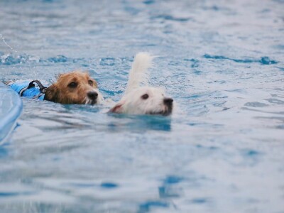 狗狗最重要的是自信與快樂