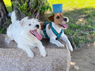 提供狗狗友善的學習環境