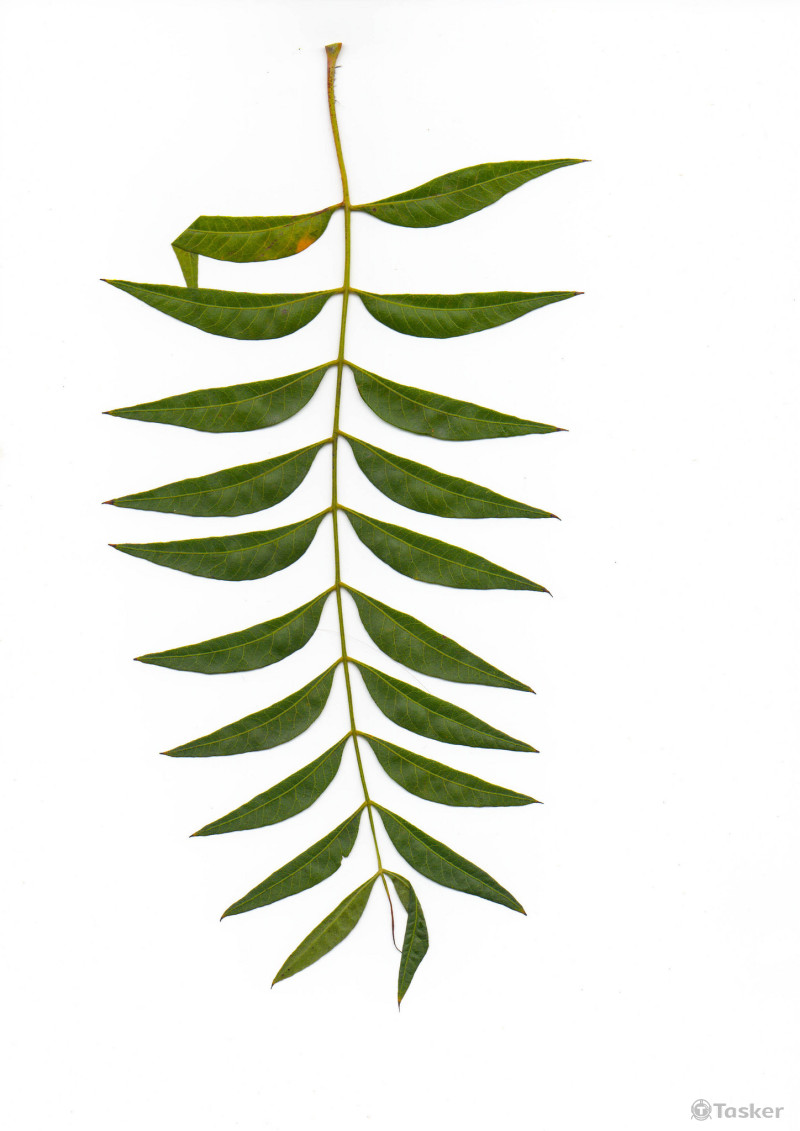 生物課本 葉片棚拍