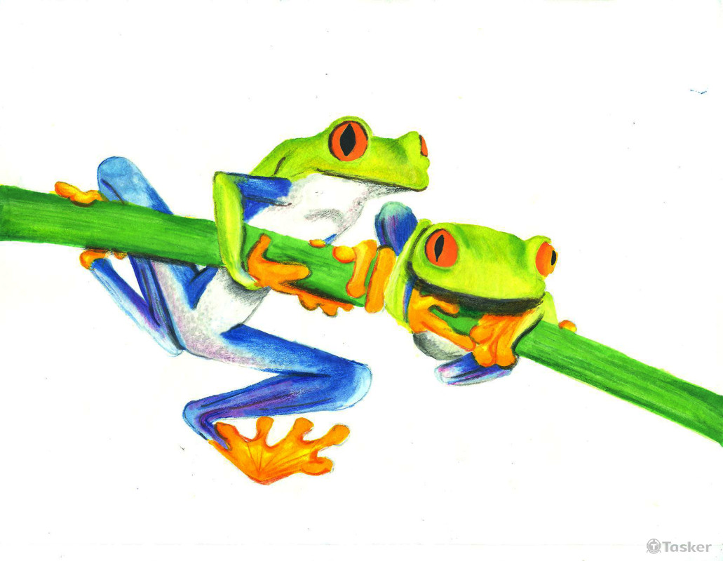 色鉛筆-台北樹蛙