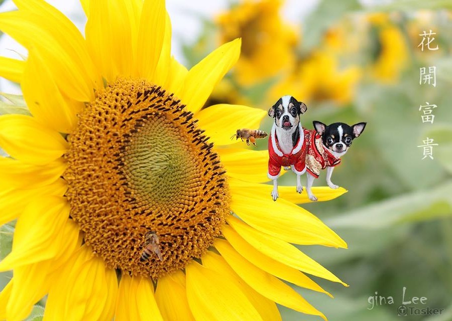 花開富貴(去背)