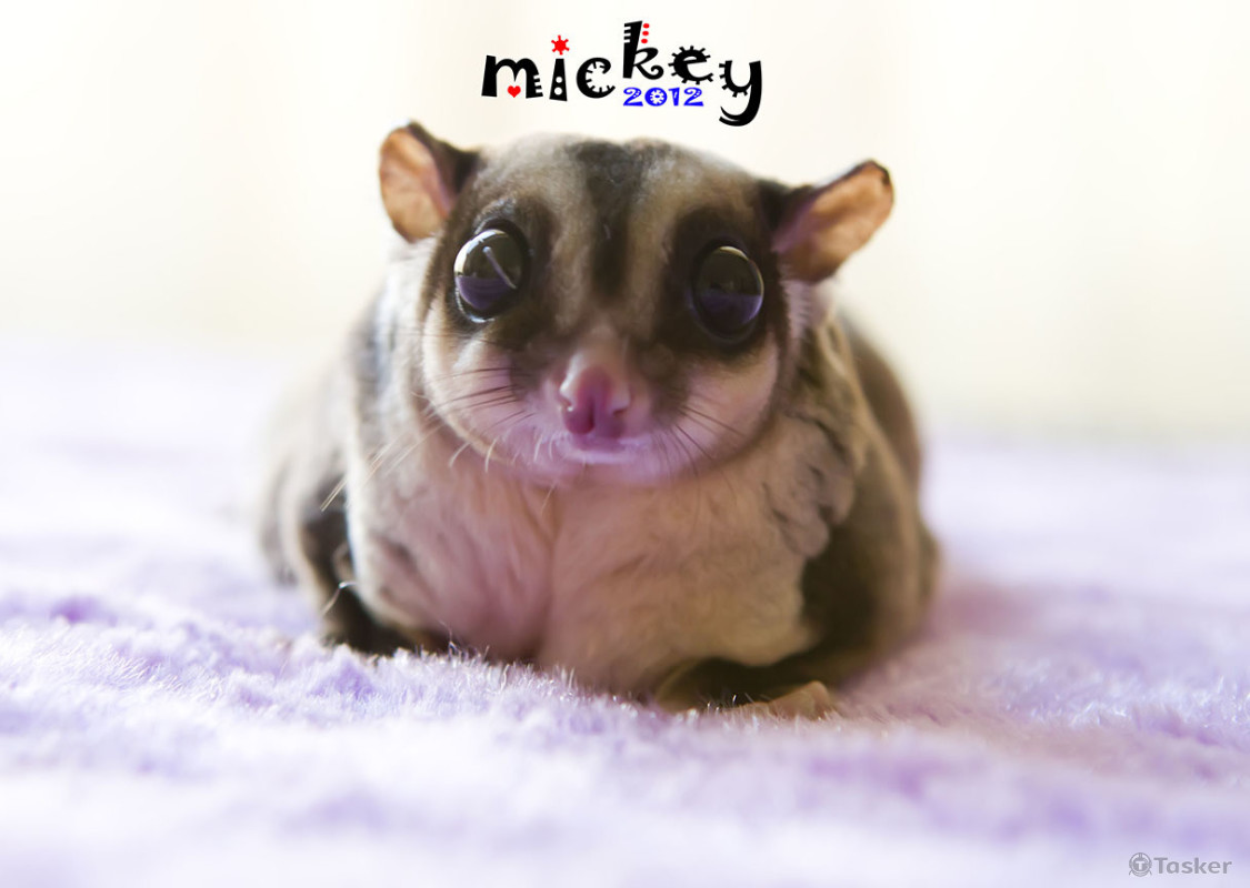 寵物攝影及編修