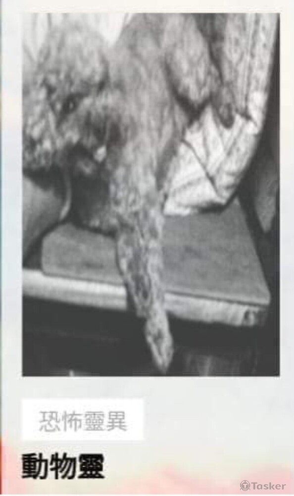 以動物對人類世界的報復為主軸。