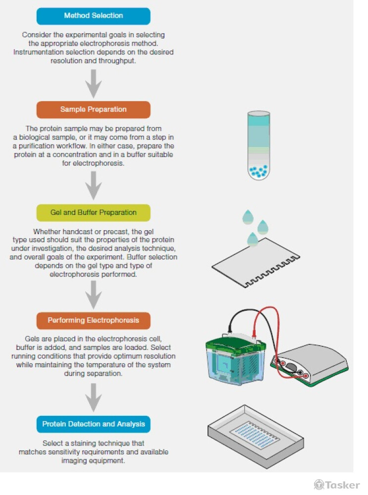 蛋白質電泳工作流程