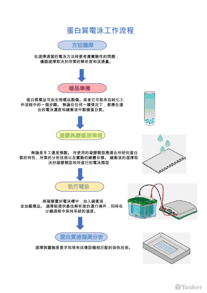 蛋白質電泳工作流程